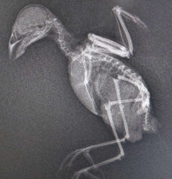 Radiografias del veterinario de exóticos Javier Vergés